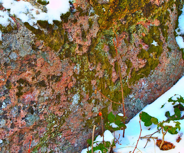 Zuzmó és moha egy szikla az erdőben - Fotó, kép