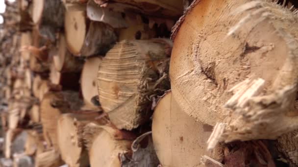 Close Up, Dof: Λεπτομέρεια από μεγάλη στοίβα των καυσόξυλων που συσσωρεύονται άψογα σε τεράστια woodpile. Τέλεια στοιβάζονται σκληρού ξύλου μετά να ωριμασμένο. Μεγάλο δέντρο κοπεί, ψιλοκομμένο και κομμένο κορμοί αποθηκεύονται στο ναυπηγείο ξυλείας - Πλάνα, βίντεο