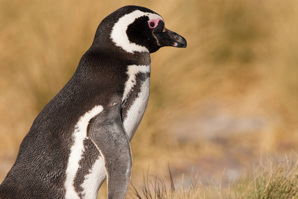Pingüino magallánico (Spheniscus magellanicus) en Patagoni
 - Foto, Imagen
