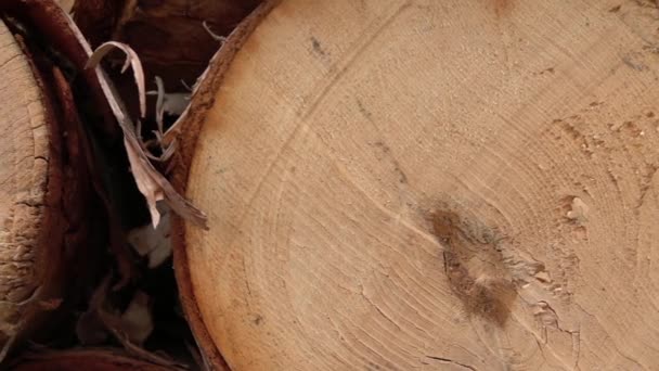 Macro, Close Up: dwarsdoorsnede van vers gesneden berk boomstam gestapeld in houtstapel. Mooie houten patroon binnenste en buitenste lagen, jaarlijkse groei ringen, scheuren in het kernhout en prachtige witte schors - Video