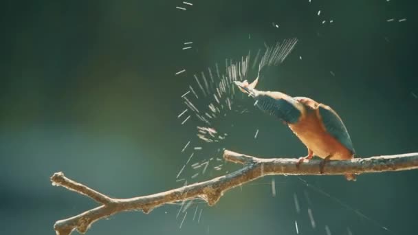 Kingfisher or Alcedo atthis perches with prey - Footage, Video