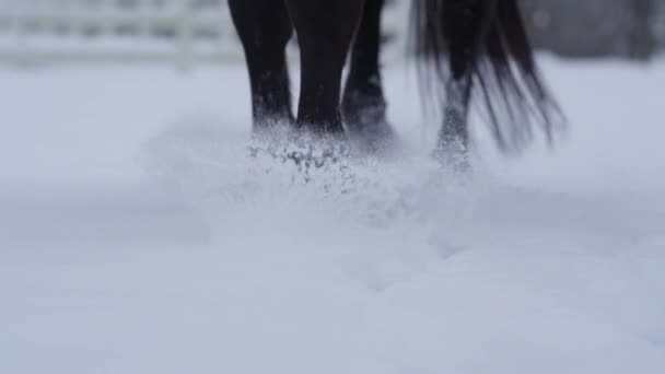 スローモーション、クローズ アップ: 美しい馬冬のワンダーランドの白い雪に覆われた毛布を歩きます。強い暗い湾去勢柔らかい冷たい雪に足を踏み入れます。小さな雪片ひづめと髪に蓄積 - 映像、動画