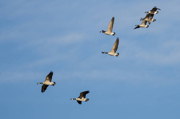 Egy csapat kanadai liba repül a kék égen - Fotó, kép