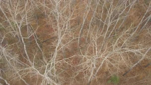Εναέρια εσωτερικη: πετώντας πάνω από την εκπληκτική δέντρο με γυμνά κλαδιά τέντες που υψώνονται πάνω από το δασικό πάτωμα καλυμμένο με ξερά φύλλα. Υλοτομημένα σημύδας κορμούς δέντρων κείτονταν στο έδαφος. Όμορφες δασικές εκτάσεις στην αμερικανική ερημιά - Πλάνα, βίντεο