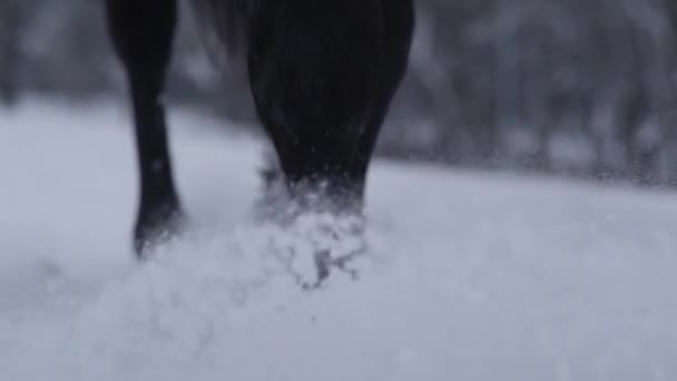 Ağır çekim Dof yakından: güzel at karlı battaniyeye beyaz kar taneleri etrafında sıçramasına kış harikalar diyarı yürürken. Tanınmayan binici yumuşak kar adım ile çarpıcı siyah iğdiş edilmiş hayvan - Video, Çekim