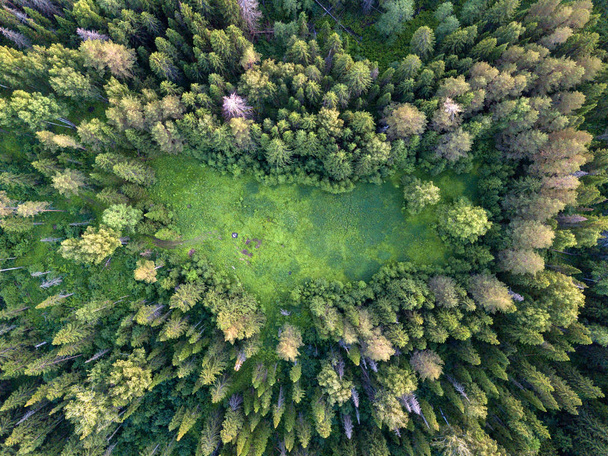 Glade en el bosque. vista del dron
 - Foto, imagen