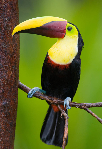 Toucan mandibola o Swainsons Toucan - Ramphastos swainsonii, dall'America centrale
 - Foto, immagini