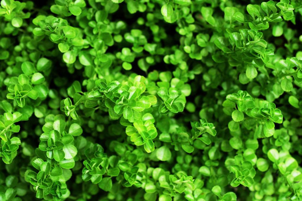 green leave pattern nature texture background - Photo, Image