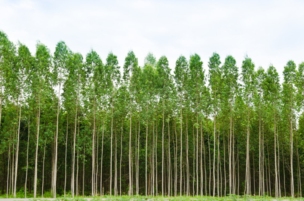 eucalyptusbos in thailand - Foto, afbeelding