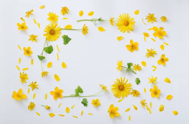 yellow flowers on white background - Foto, immagini