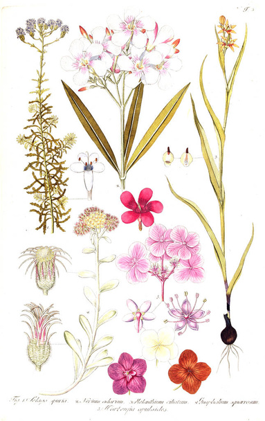 Illustrazione della pianta. Vecchia immagine
 - Foto, immagini