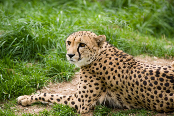 detailní záběr na geparda.  - Fotografie, Obrázek