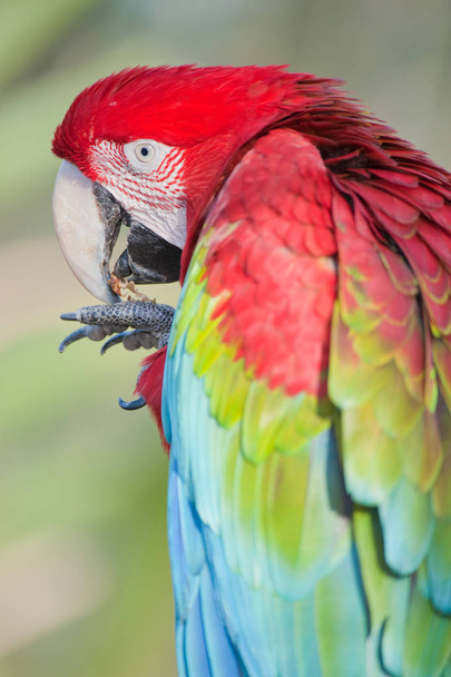 Kırmızı arka plan izole Amerika papağanı - Fotoğraf, Görsel