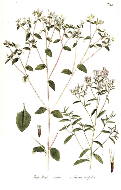 Illustration de la plante. Ancienne image
 - Photo, image