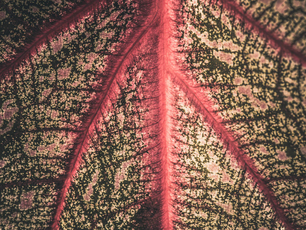 Closeup doku yüzeyi kırmızı ve yeşil yaprakları ve sanat Doğa arka planda. - Fotoğraf, Görsel