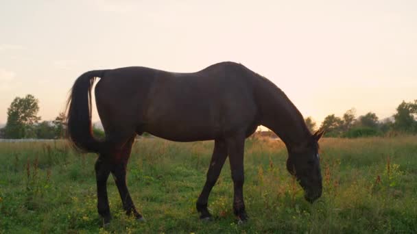 MOCIÓN LENTA, CERRAR: Hermoso semental de bahía oscura pastando en el campo de prados en la hermosa tarde soleada de verano. Impresionante marrón pastoreo gelding en hierba fresca en rancho de caballos en increíble puesta de sol de oro
 - Metraje, vídeo