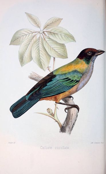 Ilustración de aves. Imagen antigua
 - Foto, imagen