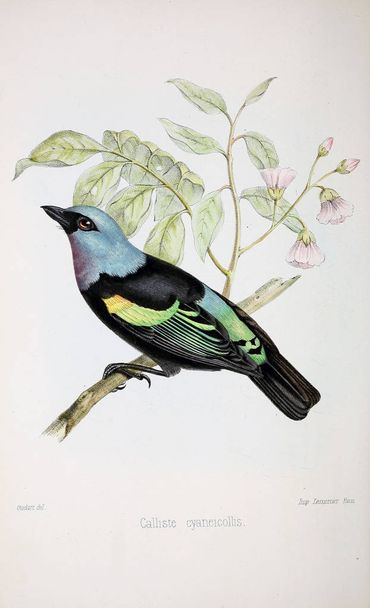 illustrazione di uccello. vecchia immagine - Foto, immagini