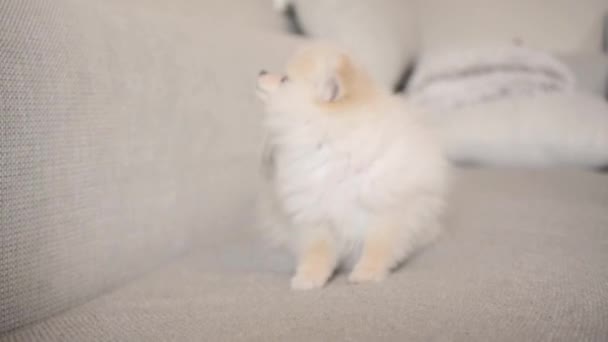 Funny Pomeranian puppy scratching on the white sofa - Filmati, video