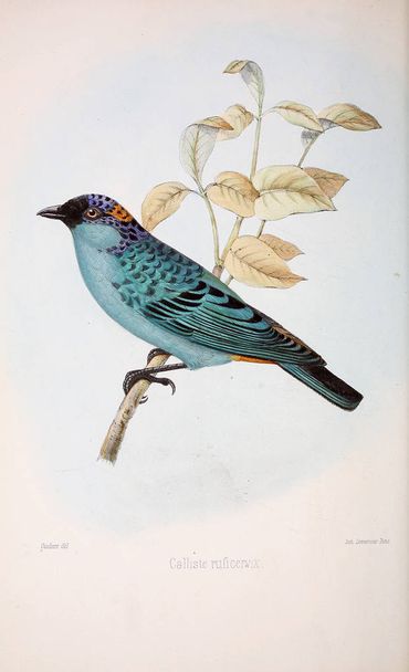 Illustration of bird. Old image - Photo, Image