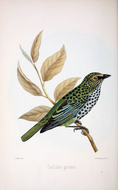 ilustração de pássaro. imagem antiga - Foto, Imagem