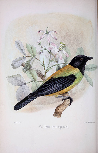 Иллюстрация птицы. Старое изображение
 - Фото, изображение