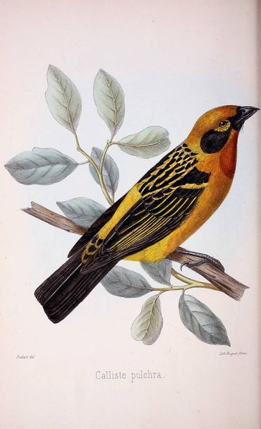 Kuş Illustration. Eski resim - Fotoğraf, Görsel