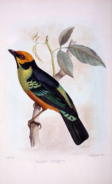 Ilustración de aves. Imagen antigua
 - Foto, Imagen