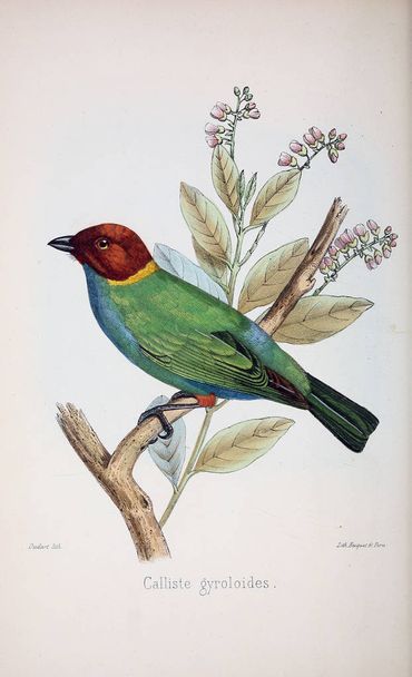 illustrazione di uccello. vecchia immagine - Foto, immagini
