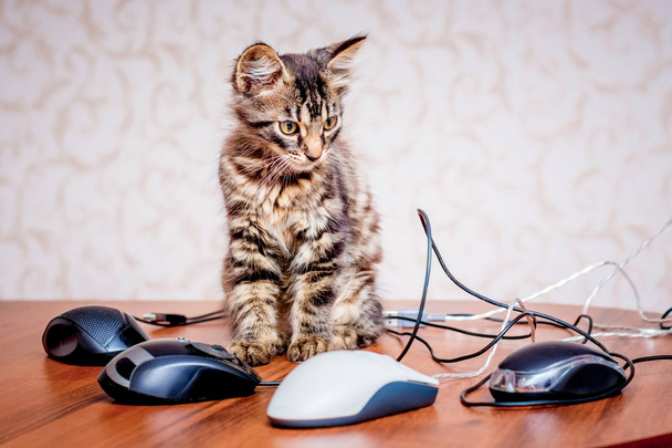 Un pequeño gatito rayado cerca de los ratones de una computadora. Trabajo en la oficina en el ordenador
 - Foto, imagen