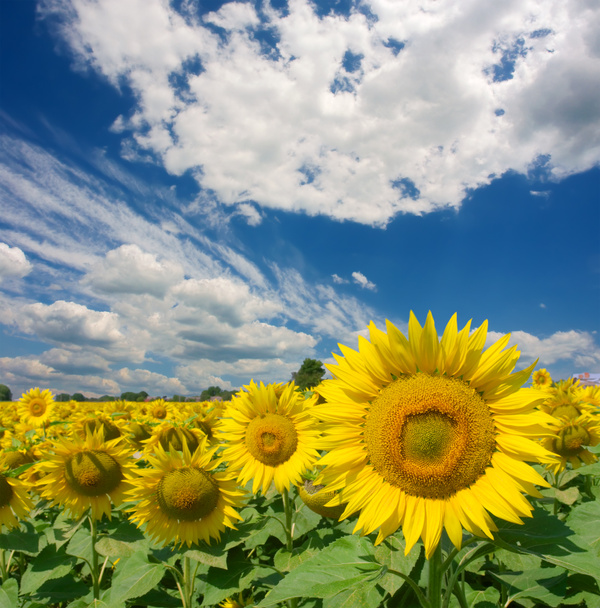 Sonnenblumenfeld unter dramatischem Himmel - Foto, Bild