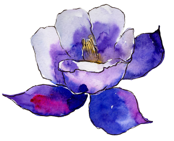水彩の青いオダマキの花。花植物の花。孤立した図の要素。背景、テクスチャ、ラッパー パターン、フレームや境界線の aquarelle ワイルドフラワー. - 写真・画像