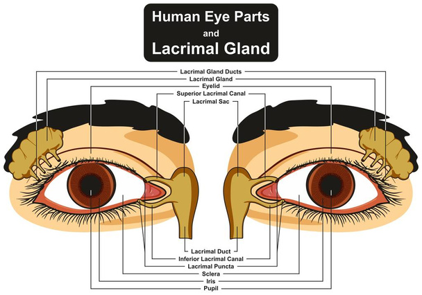 Human Eye Parts and Lacrimal Gland infographic diagram including pupil iris sclera canal duct sac eyelid for medical science education and health care - Vector, Image