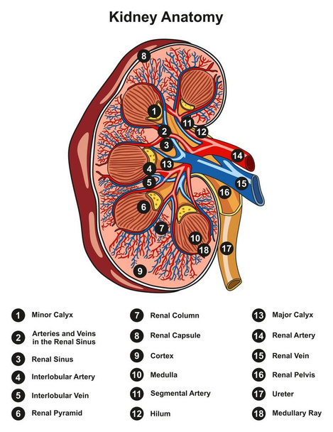 Diagramme infographique de section transversale d'anatomie rénale comprenant toutes les parties du bassin rénal calice médullaire cortex urètre artère et veine vaisseaux sanguins pour l'enseignement des sciences médicales et les soins de santé
 - Vecteur, image