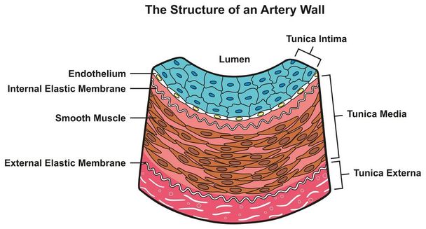 すべてを含む動脈壁インフォ グラフィック ダイアグラムの構造層のチュニカ外耳メディアと内膜断面の医学教育と解剖学 - ベクター画像
