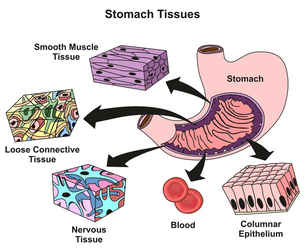 Типы тканей желудка и структурная инфографическая диаграмма, включая гладкую мышечную свободную соединительную нервную кровь, колонный эпителий для медицинского образования и здравоохранения
 - Вектор,изображение