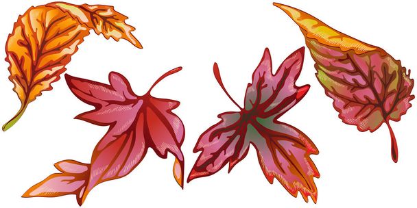 Vector autumn yellow and red leaves. Leaf plant botanical garden floral foliage. Isolated illustration element. Vector leaf for background, texture, wrapper pattern, frame or border. - Vector, afbeelding