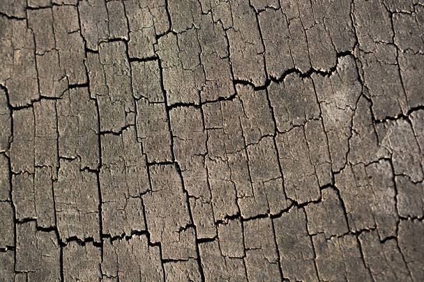 Corte a superfície do toco da árvore como uma textura de fundo - Foto, Imagem