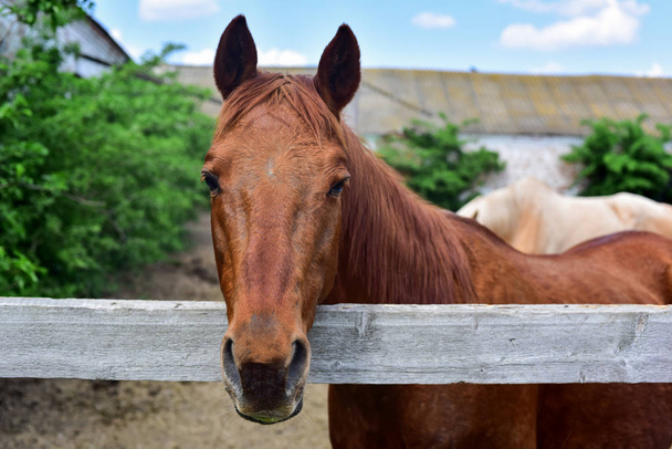 horse behind a fence - Photo, Image