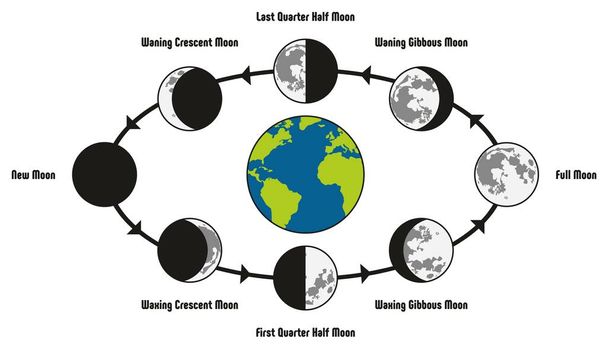 Mond-Lebenszyklus-Diagramm einschließlich der Erdposition und aller Phasen während des Umlaufs voller neuer abnehmender Halbmond gibbous erste letzte Viertelhälfte für astronomiewissenschaftliche Ausbildung - Vektor, Bild