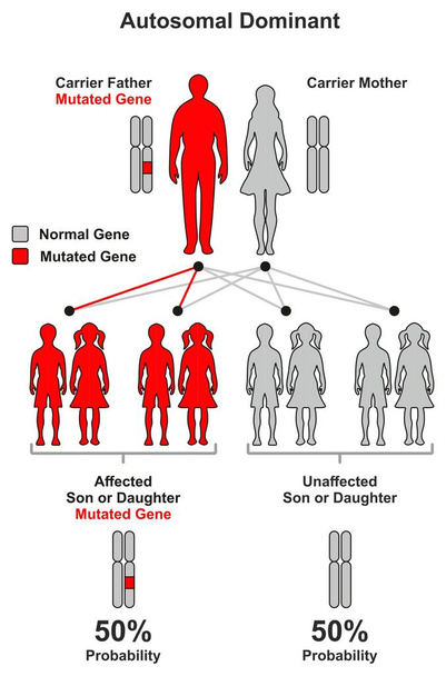 Anne baba ve annenin olasılığını oğlu ve kızı etkilenen veya genetik bilim eğitimi için mutasyona uğramış Gen tarafından etkilenmemiş olmak da dahil olmak üzere Otozomal Dominant kalıtsal özellik Infographic diyagramı - Vektör, Görsel