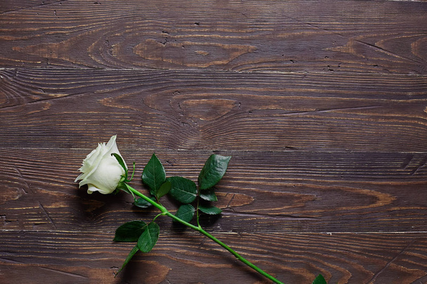 White rose on wooden dark background with place for textual. - Фото, зображення