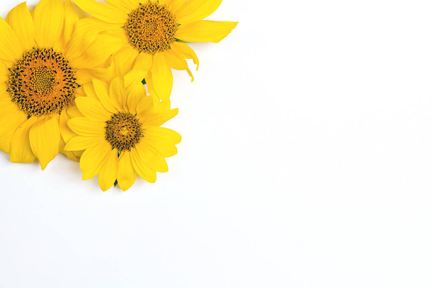 Yellow sunflowers on white background with copy space. Top view. - Zdjęcie, obraz