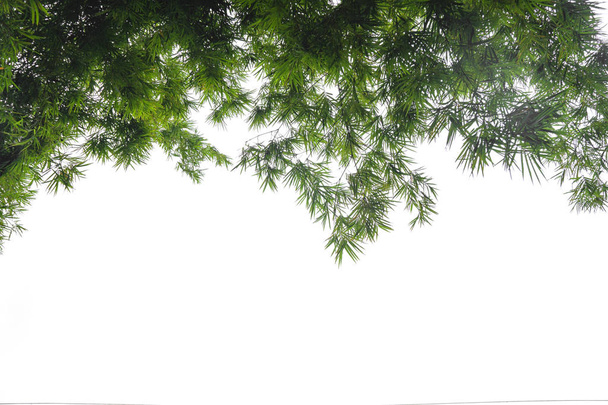 クリッピング パスを持つファイルの白い背景に分離された緑竹葉、緑熱帯群葉テクスチャ . - 写真・画像