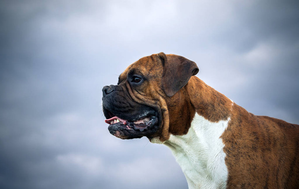 close-up portrait of a dog breed of a German boxer against a gray-blue sky background, dark photo, clouds and bright dog coloring, intelligent look, watchman - Photo, Image