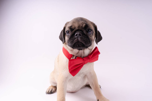 Funny pug puppy on a white background. Empty space for text. Pug resting - Foto, Bild
