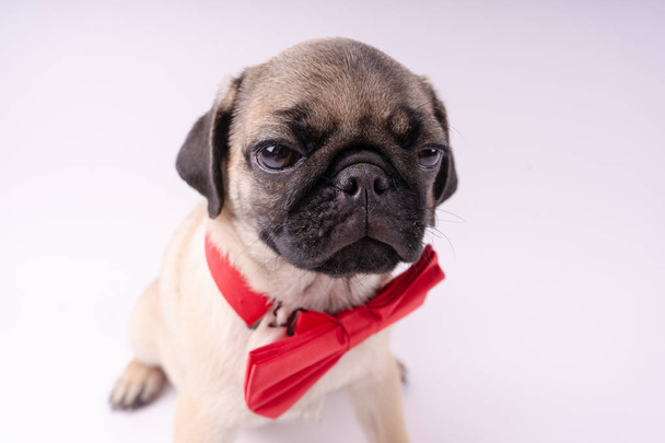 Funny pug puppy on a white background. Empty space for text. Pug resting - Valokuva, kuva