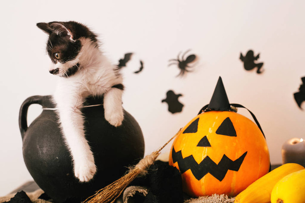 Счастливого Хэллоуина. милая кошечка, сидящая в ведьма котле с Джеком о фонарь тыква со свечами, метла и летучие мыши, призраки на жуткий фон. Атмосферный образ
 - Фото, изображение