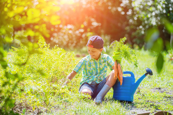Cute little boy holding a fresh organic carrots in domestic garden. - Foto, imagen