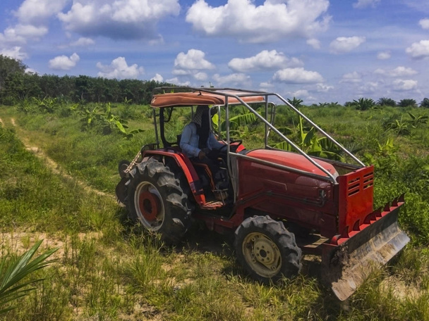 Садовник водит трактор, чтобы отрегулировать площадь плантации масличных пальм, чтобы сделать его пригодным для посадки других растений между рядами пальм
. - Фото, изображение